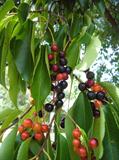 Prunus salicifolia
